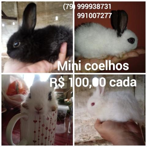 Mini coelhos R 