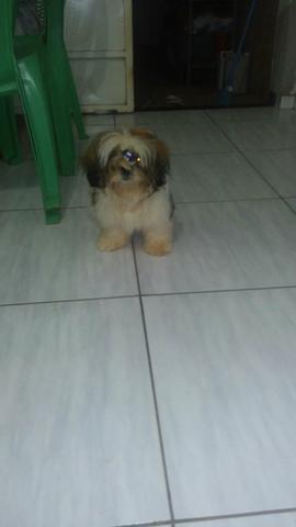 Shi tzu