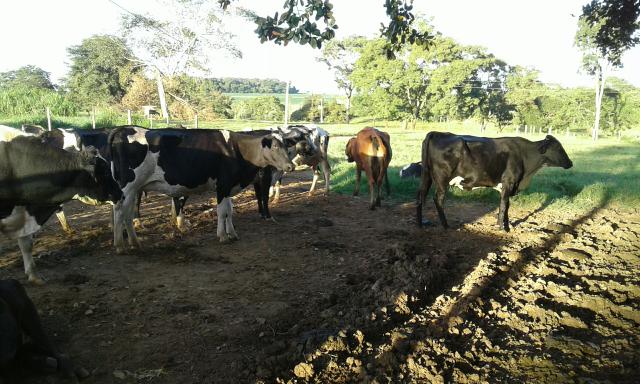Vacas e novilhas