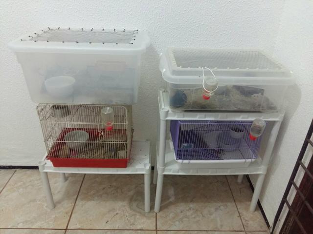 Vendo alojamentos com duplas de gerbils(Esquilo da Mongólia)