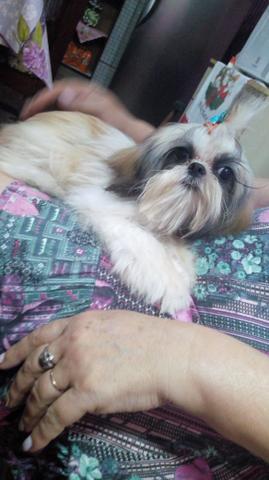 Vendo lhasa apso