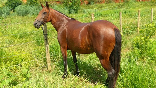 Égua MM marcha picada