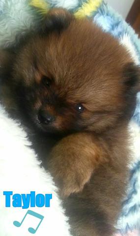 Macho de Spitz Alemão com PEDIGREE