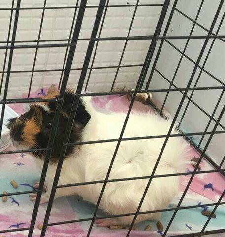 2 porquinhos da índia - 60 reais - "os dois"