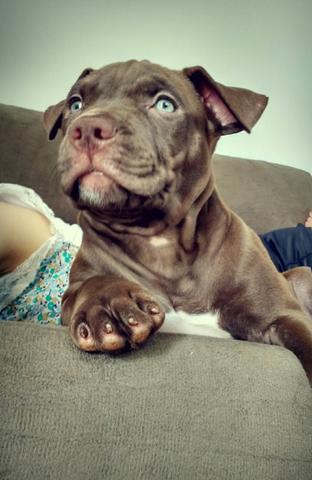American Pitbull Terrier Femea Pedigree!