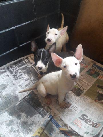 Bull Terrier Inglês com Pedigree