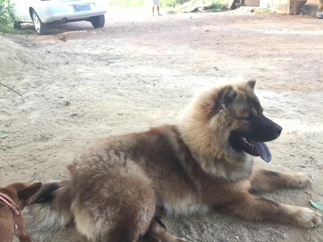 Chowchow disponíveis para cruza