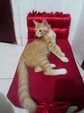 Fábrico camas pra pet