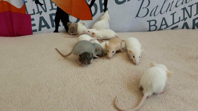 Ratos dumbos, somente machos