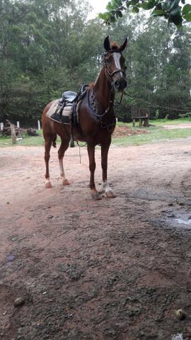 Vende se cavalo