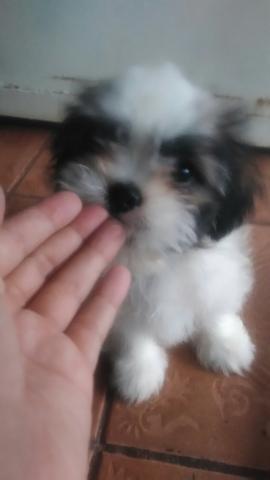 Vendo Shih tzu