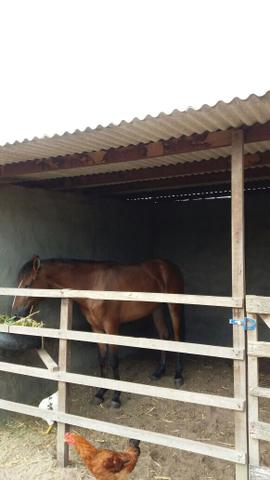 Vendo e ou troco potra mestiça de mangalarga