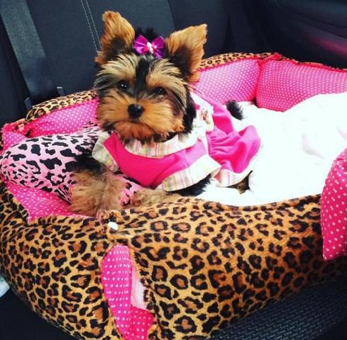 Yorkshire mini disponível em até 10 x s juros no cartão!