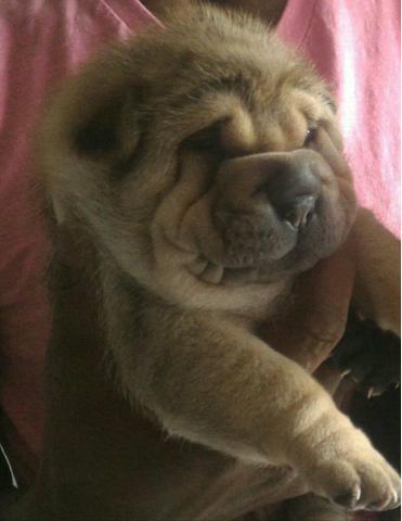 Lindas fêmeas de Shar pei disponível