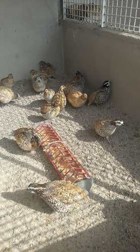 Lote Com 10 Casais De Bobwhite Mexicana