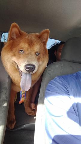 Procura-se uma fêmea para cruza