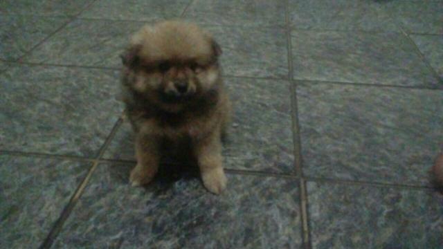 Spitz Alemão *URGENTE