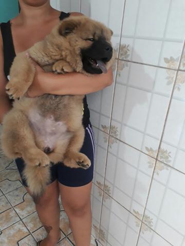 Vendo Chow Chow americano Fêmea