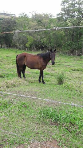 Vendo cavalo mestico quarto de milha