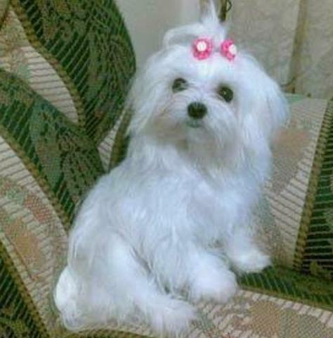 Vendo maltes micro femia