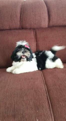 Vendo shih tzu fêmea