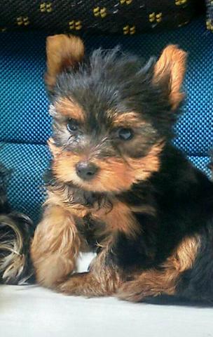 Yorkshire terrier mini macho