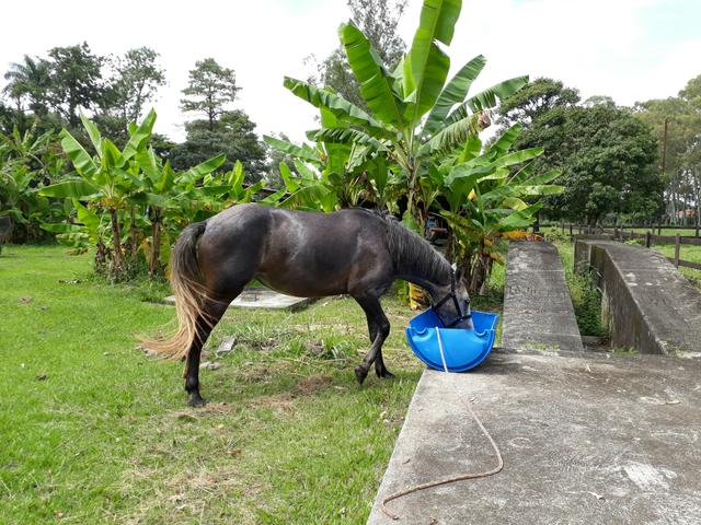 Égua marchadeira mansa. marcha picada