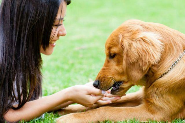 Basset Hound Aprenda a adestrar o seu cão Passo a Passo