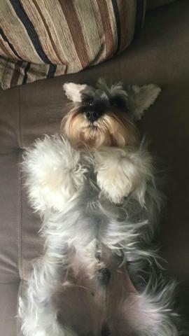 Cachorro d raça shinauzer