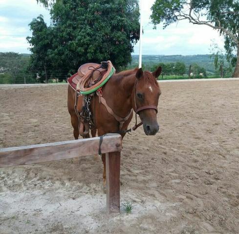 Cavalo QM laçando pé top