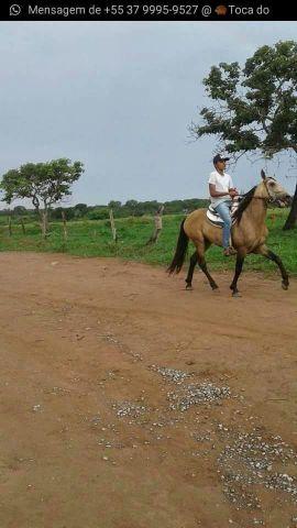 Cavalo manga larga top