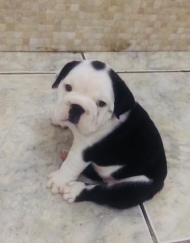 Fêmea Bulldog inglês exótica