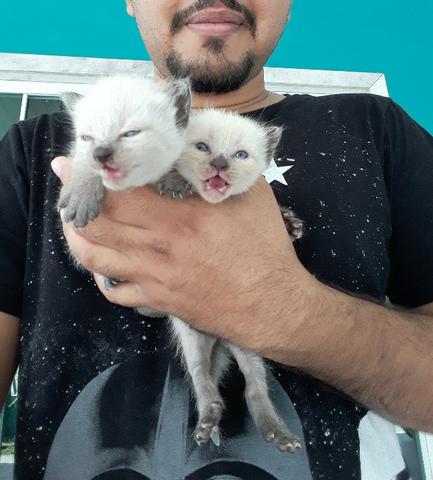 Gatos siameses para adoção (recém nascidos)