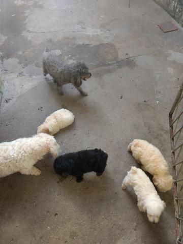 Lindos ? Poodles n 2