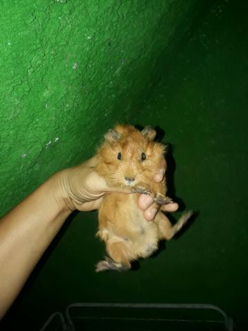 Porquinho da índia machos