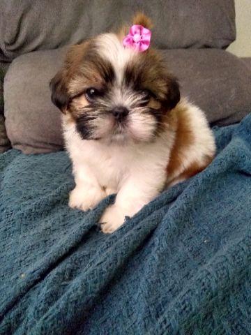 Shih Tzu