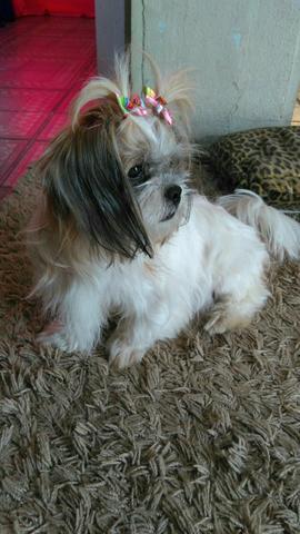 Shih tzu fêmea micro muito linda