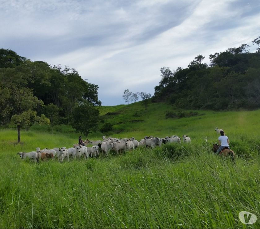 Vende-se 106 hectares de terra formada