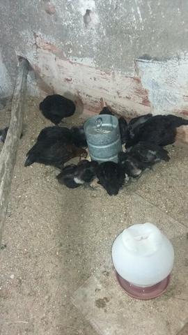 Vendo Pintos Gigante Negro Gersy