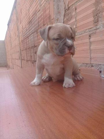 América bully 5meses