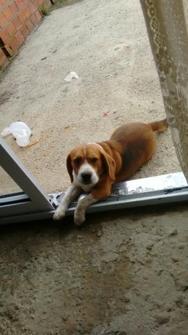 Cachorro beagle
