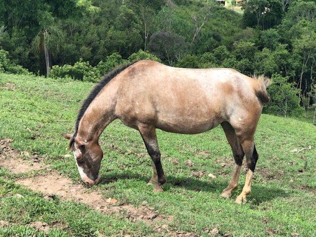 Cavalos, vaca e touro