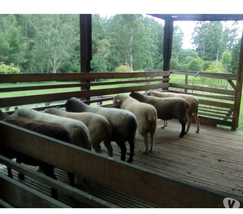 Chácara  m² - Ricão São João - Glorinha - RS