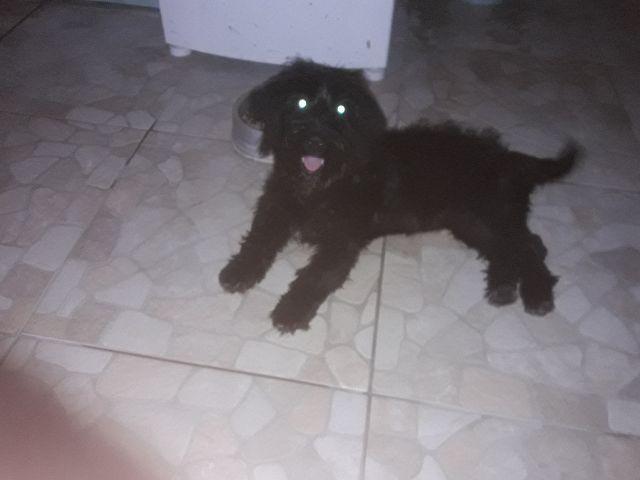 Doação Poodo 6 meses