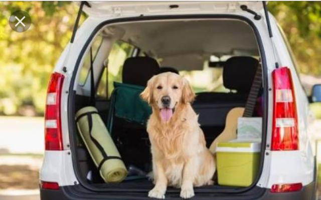 Dog taxi para seu animal de estimação