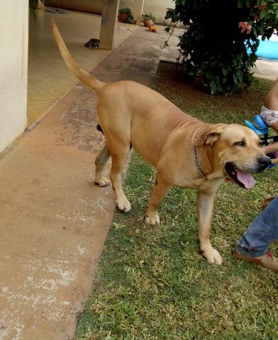 Fila Brasileiro puro oportunidade única