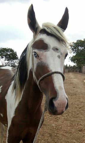 Pampo ele tem heterocromia, (um olho de cada cor)