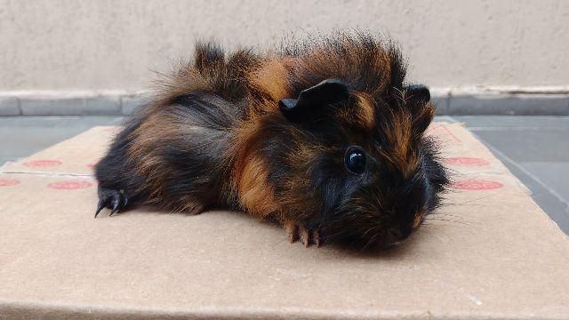 Porquinho da índia angora