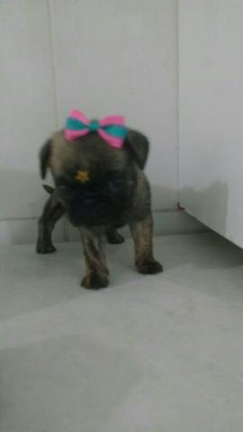 Ultima femea pug