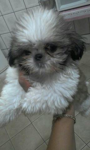 Vende Shih-tzu